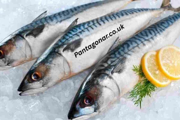 Listao Tuna: Complete Guide to Species, Nutrition, Fishing, and Market Value