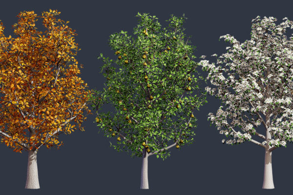 Reasons Navigator Pear Trees Transform Gardens