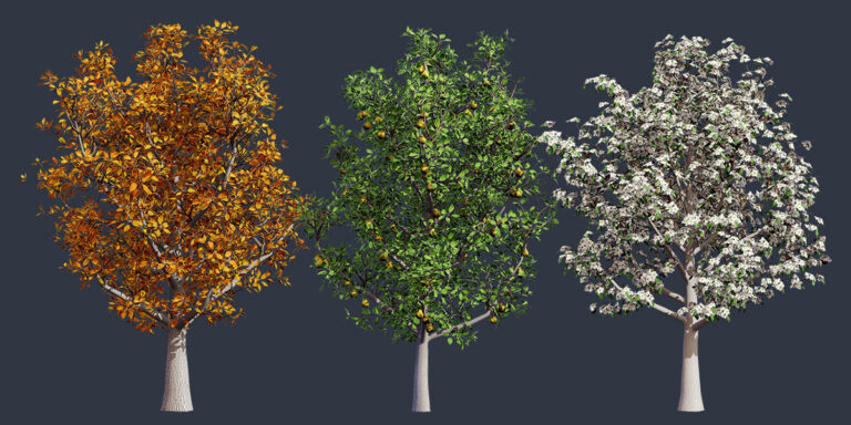 Reasons Navigator Pear Trees Transform Gardens