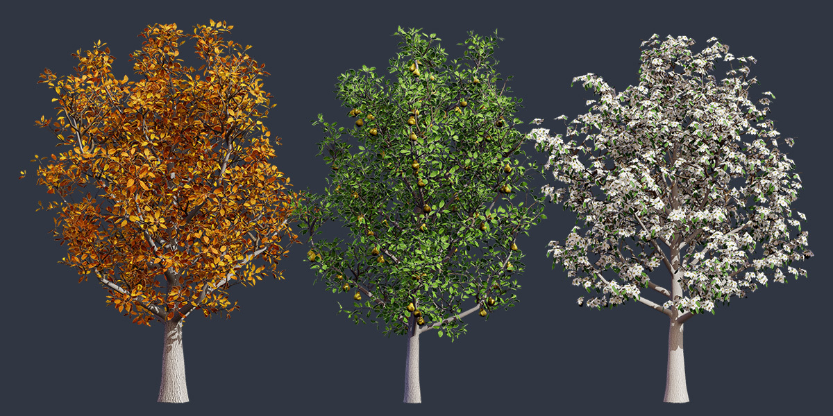 Reasons Navigator Pear Trees Transform Gardens